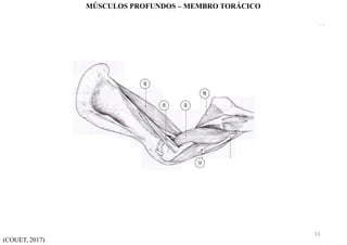 (COUET, 2017)
MÚSCULOS PROFUNDOS – MEMBRO TORÁCICO
53
 