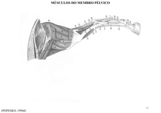 (POPESKO, 1990d)
MÚSCULOS DO MEMBRO PÉLVICO
54
 
