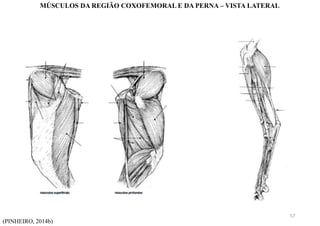 (PINHEIRO, 2014b)
MÚSCULOS DA REGIÃO COXOFEMORAL E DA PERNA – VISTA LATERAL
57
 