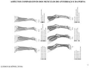 (LIEBICH & KÖNIG, 2016b)
ASPECTOS COMPARATIVOS DOS MUSCULOS DO ANTEBRAÇO E DA PERNA
58
 