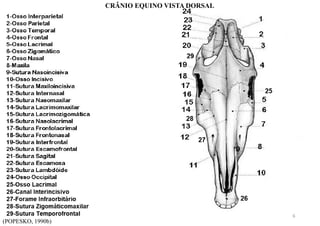 (POPESKO, 1990b)
CRÂNIO EQUINO VISTA DORSAL
6
 