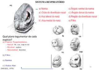 SISTEMA RESPIRATÓRIO
Qual plano tegumentar de cada
espécie?
(NICKEL, 1979)
60
 