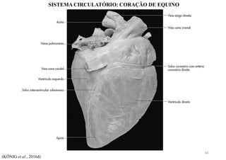 SISTEMA CIRCULATÓRIO: CORAÇÃO DE EQUINO
(KÖNIG et al., 2016d)
64
 