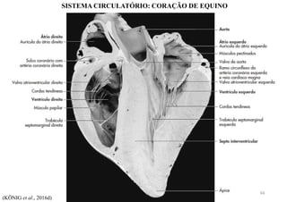 (KÖNIG et al., 2016d)
SISTEMA CIRCULATÓRIO: CORAÇÃO DE EQUINO
66
 