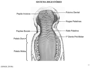 SISTEMA DIGESTÓRIO
(SINGH, 2018b)
68
 
