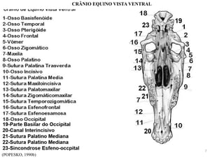 (POPESKO, 1990b)
CRÂNIO EQUINO VISTA VENTRAL
7
 
