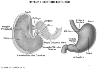 SISTEMA DIGESTÓRIO: ESTÔMAGO
(BUENO, 2014; SINGH, 2018c)
72
 