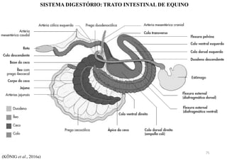 SISTEMA DIGESTÓRIO: TRATO INTESTINAL DE EQUINO
(KÖNIG et al., 2016a)
75
 