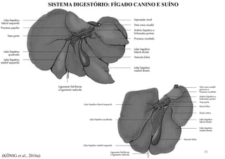SISTEMA DIGESTÓRIO: FÍGADO CANINO E SUÍNO
(KÖNIG et al., 2016a)
78
 