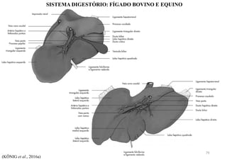 SISTEMA DIGESTÓRIO: FÍGADO BOVINO E EQUINO
(KÖNIG et al., 2016a)
79
 
