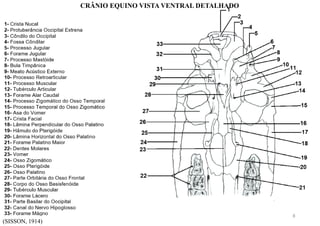 (SISSON, 1914)
CRÂNIO EQUINO VISTA VENTRAL DETALHADO
8
 