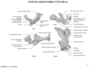 SISTEMA DIGESTÓRIO: PÂNCREAS
(KÖNIG et al., 2016a)
80
 