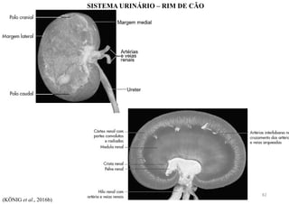 SISTEMA URINÁRIO – RIM DE CÃO
(KÖNIG et al., 2016b)
82
 