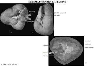 SISTEMA URINÁRIO: RIM EQUINO
(KÖNIG et al., 2016b)
84
 