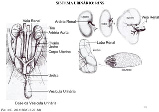 SISTEMA URINÁRIO: RINS
(VET107, 2012; SINGH, 2018d)
85
 