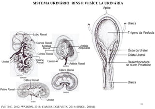 SISTEMA URINÁRIO: RINS E VESÍCULA URINÁRIA
(VET107, 2012; WATSON, 2016; CAMBRIDGE VETS, 2018; SINGH, 2018d)
86
 