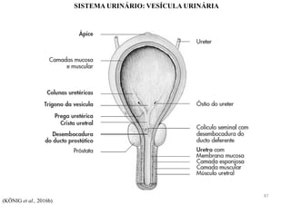 SISTEMA URINÁRIO: VESÍCULA URINÁRIA
(KÖNIG et al., 2016b)
87
 