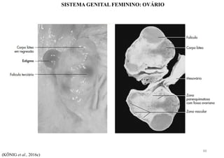 SISTEMA GENITAL FEMININO: OVÁRIO
(KÖNIG et al., 2016c)
88
 