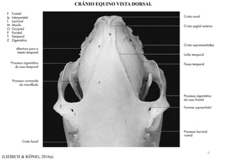 (LIEBICH & KÖNIG, 2016a)
CRÂNIO EQUINO VISTA DORSAL
9
 
