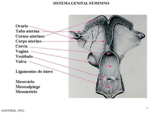 SISTEMA GENITAL FEMININO
(GINTHER, 1992)
91
 