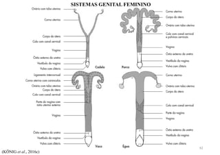 SISTEMAS GENITAL FEMININO
(KÖNIG et al., 2016c)
92
 
