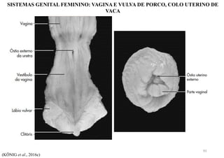 SISTEMAS GENITAL FEMININO: VAGINA E VULVA DE PORCO, COLO UTERINO DE
VACA
(KÖNIG et al., 2016c)
93
 