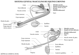 SISTEMA GENITAL MASCULINO DE EQUINO E BOVINO
(KÖNIG & LIEBICH, 2016b)
94
 