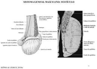 SISTEMA GENITAL MASCULINO: TESTÍCULO
(KÖNIG & LIEBICH, 2016b)
96
 