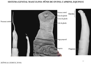 SISTEMA GENITAL MASCULINO: PÊNIS DE OVINO, CAPRINO, EQUINO E
(KÖNIG & LIEBICH, 2016b)
97
 