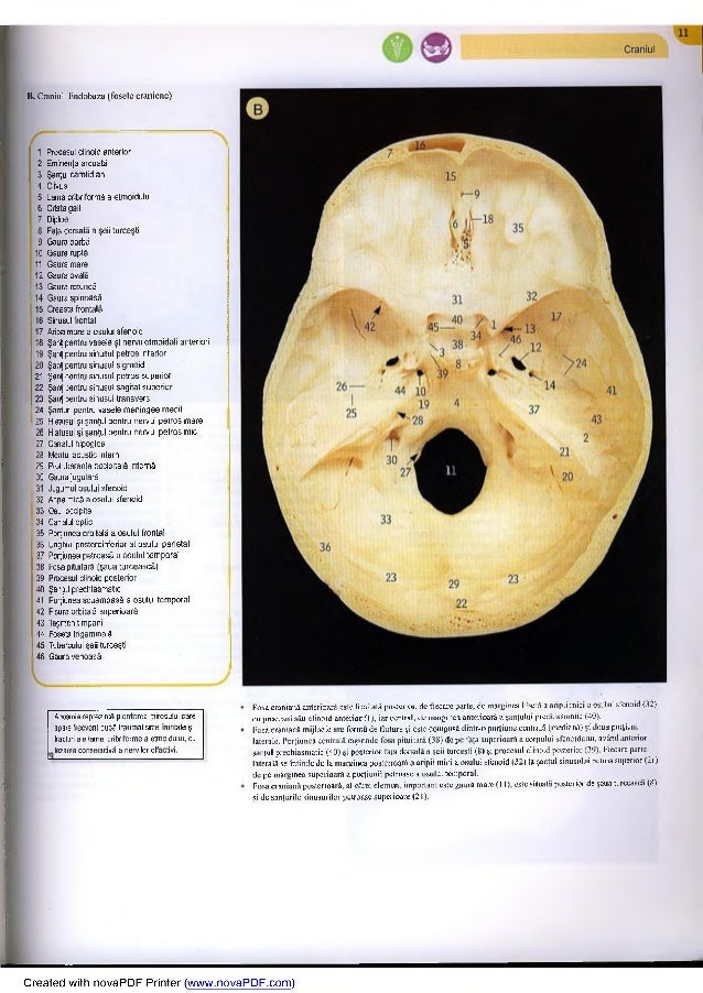 Fosa craniana posterioara