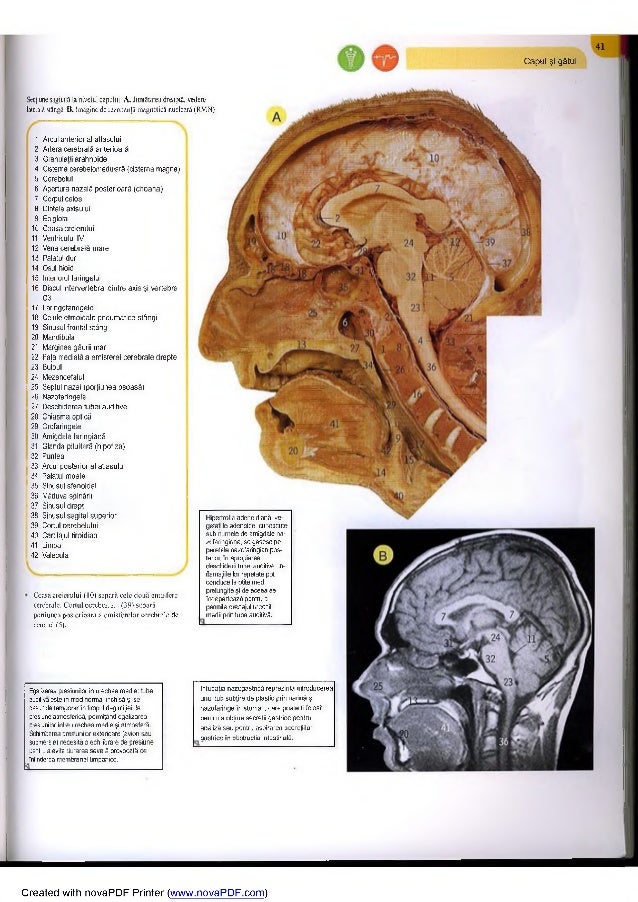 Anatomia capului imagini