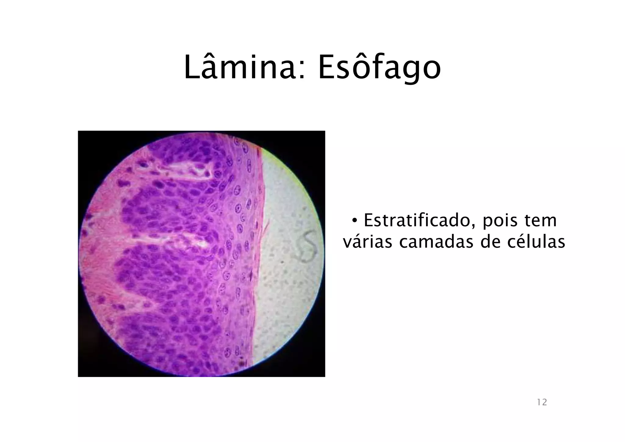 Atlas de aula prática de histologia | PPT