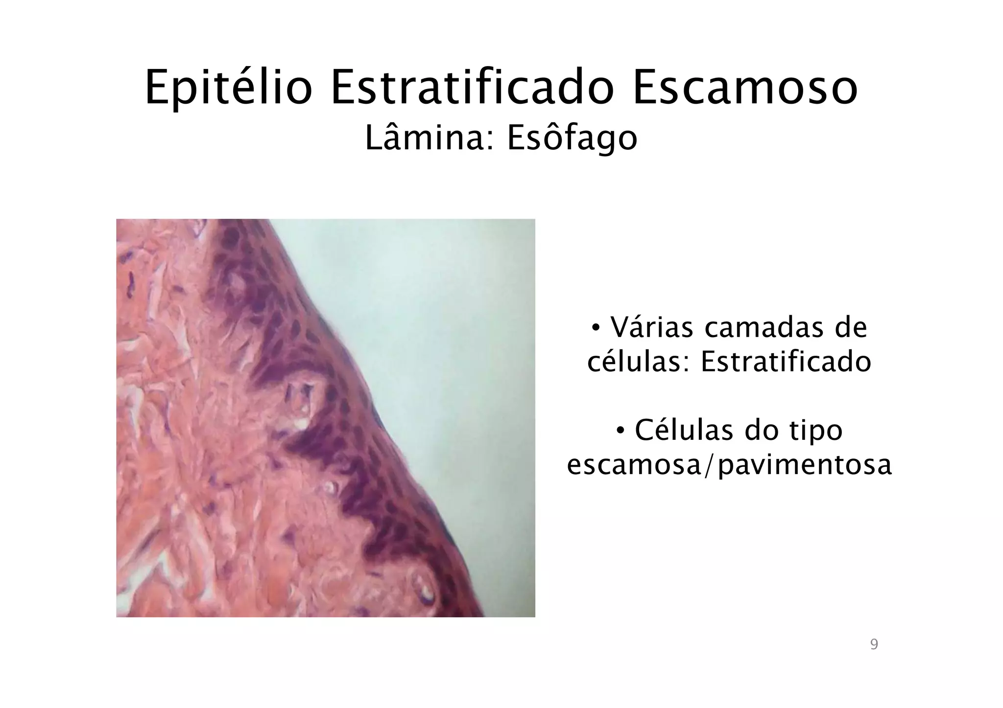 Atlas de aula prática de histologia | PPT