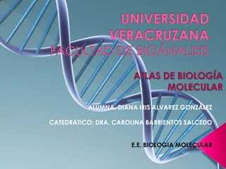 ALUMNA. DIANA IRIS ALVAREZ GONZÁLEZ

CATEDRATICO: DRA. CAROLINA BARRIENTOS SALCEDO


                      E.E. BIOLOGIA MOLECULAR
 