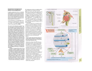 Acoplamiento tubuloglomerular.
Sistema renina-angiotensina
El aparato yuxtaglomerular (AYG; A) comprende
anatómicamente: a) Ia zona próxima al glomérulo
del vaso aferente (con células granulares de inerva-
ción simpática que contienen renina) y del vaso efe-
rente; b) las denominadas células de Ia mácula den-
sa de Ia porción ascendente gruesa del asa de
Henle de Ia misma nefrona, y c) las células del me-
sangio extraglomerular (almohadilla; A).
El AYG participa en 1) el acopiamiento (retro-
aHmentación) tubuloglomerular (RTG) loca!
Ae la misma nefrona mediante la angiotensi-
na II (ATII), y 2) Ia síntesis sistémica de ATII:
sistema renina-angiotensina (SRA).
RTG. Como Ia TFG diaria tiene un volumen 10 ve-
ces mayor que todo el volumen extracelular (v. 168),
hay que adaptar de forma precisa Ia excreción de
agua y sal con Ia ingesta. Numerosas causas pue-
den modificar de forma aguda Ia TFG de una ne-
frona concreta y Ia cantidad de NaCI filtrada por uni-
dad de tiempo en ella. Si el cambio fuera muy im-
portante, existiría riesgo de que los mecanismos de
reabsorción de NaCI distales se sobrepasaran, con
una pérdida excesiva de H2O y NaCI en Ia orina. Por
el contarío, si Ia filtración fuera muy escasa, se re-
tendrían estas sustancias de forma injustificada. La
medida de Ia reabsorción de H2O y NaCI en el túbu-
Io proximal se corresponde con Ia velocidad de flujo
de Ia orina por el asa de Henle. Cuanto menor sea
Ia reabsorción, más rápido es el flujo por Ia porción
ascendente gruesa del asa de Henle y Ia orina se di-
luye menos (v. 162) y aumenta Ia concentración de
NaCI en Ia mácula densa [NaCI]MD. Si este aumento
fuera muy importante, se produciría una reducción e
inversión de Ia TFG de esa nefrona en unos 10 s por
Ia vasoconstricción del vaso aferente (retroalimen-
tación negativa). No se comprende bien cómo Ia se-
ñal de [NaCI]MD se traduce en Ia vasoconstricción,
pero los receptores de ATII (tipo AT1A) parecen fun-
damentales.
Si existiera un acoplamiento fijo entre Ia TFG de
una nefrona y Ia [NaCI]MD mediante el ATG, podría
resultar fatal cuando se produjeran modificaciones
de Ia [NaCI]MD por alteraciones crónicas del conte-
nido en NaCI y del volumen del líquido extracelular
(VEC). Un aumento sostenido del VEC reduciría Ia
reabsorción proximal de NaCI, con el consiguiente
aumento de Ia [NaCI]MD, que reduciría Ia TGF y
podría aumentar aún más el VEC. Lo contrario
sucedería en caso de deficiencia del VEC. Para evi-
tar estas situaciones, Ia curva de respuesta
[NaCI]UD/TFG de Ia nefrona se desvía en una direc-
ción cuando hay un exceso de VEC (aumenta Ia
TFG para el mismo nivel de [NaCI]MD) a través del
NO, mientras que Io hace en Ia contraria cuando I
existe un déficit de VEC a través de Ia ATM local.
SRA. Si la presión renal media disminuye de I
forma aguda por debajo de 90 mm Hg, aumen- 1
ta la liberación de renina y su concentración·
sistémica a través de los barosensores renales, i
La renina es una peptidasa que degrada el an- J
giotensinógeno producido en el hígado para Ii- J
berar angiotensina /. La denominada enzima i
conuertidora de angiotensina (= ECA), pre- i
senté a nivel pulmonar, quita dos aminoácidos i
a la angiotensina 1 con producción de ATII 1
(unos 30-60 min después de la caída de la pre- I
sión arterial) (B).
Control del SRA (B). Los receptores adre-1
nérgicos (X1 permiten ampliar las variaciones·
de presión arterial, que aumentan la secreción
de renina y los receptores adrenérgicos de tipo!
pj aumentan su secreción basal. Los dos efec-
tores fundamentales del SRA son ATII y al-
dosterona, cuya secreción en la glándula su-
prarrenal es estimulada por la ATlI. Ambas
hormonas regulan de forma directa (y rápida) o
indirecta (lenta) la elevación de la presión arterial
(B), lo que normaliza la liberación de renina, de
forma que la ATII y la aldosterona inhiben la
liberación de renina (retroalimentación
negativa).
Cuando Ia presión arterial media sólo disminuye en
un riñon (cuando se estenosa Ia correspondiente ar-
teria renal), éste libera más renina, Io que produce
Ia denominada hipertensión renal.
Además de los efectos de la ATII sobre la es-
tructura del miocardio y de los vasos (mediada
por receptores AT2) se pueden distinguir accio-
nes rápidas y lentas (mediadas por ATj) (B): »
Vasos: la ATIl es un potente uasoconsíric-íor
y, por tanto, hipertensor y actúa (mediante la
endotelina) sobre las arteriolas. » SNC: la ATII
actúa sobre el hipotálamo a través del centro
circulatorio y provoca vasoconstricción.
Además aumenta la secreción de ADH y
provoca sed y apetito por la NaCl. Φ Riñon: Ia
vasoconstricción mediada por ATII del vaso
aferente y/o del vaso eferente regula la
circulación renal y la TFG (importante para la
autorregulación; v. 150). Además, la ATII
estimula directamente la reabsorción de Na+
en
el túbulo proximal. » Glándula suprarrenal: en
la corteza la ATII estimula la síntesis de
aldosterona (v. 182), mientras que en la
médula libera adrenalina.
 