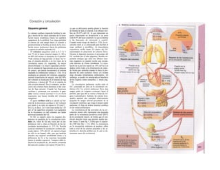 Corazón y circulación
Esquema general
La cámara cardíaca izquierda bombea la san-
gre a través de los vasos arteriales de la circu-
lación mayor (sistémica,) hacia los capilares
sanguíneos de la periferia. Las venas permiten
el retorno de esta sangre hacia el corazón y
posteriormente se bombea a través de la circu-
lación menor (pulmonar) hacia los pulmones
y regresa al corazón izquierdo (A).
El volumen sanguíneo total es 4,5-5,5 1
(un 7% de la masa corporal magra; (v. 88) y
un 80% del mismo se encuentra en el denomi-
••edo sistema de baja presión, es decir, las ve-
nas, el corazón derecho o en los vasos de la
circulación menor (A, izquierda). Su mayor
distensibilidad y su mayor capacidad convier-
ten al sistema de baja presión en un almacén
de sangre, que puede incorporarse al sistema
mediante la constricción venosa (v. 218). Si se
produjera un aumento del volumen sanguíneo
normal (transfusión de sangre), más del 99%
del volumen se localizaría en el sistema de baja
resistencia y menos del 1% en el sistema de
alta presión arterial. Por el contrario, un des-
censo del volumen haría disminuir el del siste-
ma de baja presión. Cuando las funciones
cardíaca y pulmonar son normales la pre-
sión venosa central (normal 4-12 cm H2O)
representa una buena medida del volumen
sanguíneo.
El gasto cardíaco (GC) se calcula en fun-
ción de la frecuencia cardíaca y del volumen
por latido y su valor en reposo es 70 [mirr1
] ·
0,8 [1], es decir, 5,6 1/min (una media de 3,41
por m2
de superficie corporal). Los aumentos
de la frecuencia y/o del volumen por latido
provocan aumento del GC.
El GC se reparte entre los órganos dis-
puestos en paralelo de la circulación sisté-
mica (A, valor de Q) una veces por su im-
portancia vital y otras en función de las ne-
cesidades momentáneas (v. 213, A). Resulta
esencial mantener la circulación cerebral ade-
cuada (aprox. 13% del GC en reposo) porque
no sólo es un órgano vital, sino que también
muestra una especial sensibilidad frente a la
deficiencia de O2 y las neuronas lesionadas
nunca se pueden regenerar. Tampoco debe re-
ducirse la circulación de, las arterias coronarias
del músculo cardíaco (en reposo 4% del GC),
ya que su deficiencia podría alterar la función
de bomba de todo el sistema. Los ríñones reci-
ben un 20-25% del GC, lo que representa un
gasto importante en proporción a su peso
(sólo 0,5% del peso corporal), ya que se destina
a las funciones de excreción y control.
Cuando existe riesgo de shock (v. 218), la cir-
culación renal se ve amenazada para facilitar el
riego cardíaco y encefálico. La musculatura
esquelética recibe hasta 3/4 partes del GC
(aumentado) en situaciones de esfuerzo físico.
Durante la digestión aumenta el porcentaje del
GC recibido por el tubo digesíiuo. Resulta im-
portante destacar que estos dos últimos siste-
mas orgánicos no pueden recibir una circula-
ción máxima de forma simultánea. La circu-
lación de la piel (en reposo un 10% del GC) se
dedica sobre todo a la eliminación de calor,
de forma que aumenta cuando lo hace la pro-
ducción de calor (esfuerzo físico) y/o existen
unas elevadas temperaturas ambientales; sin
embargo, se puede ver amenazada en beneficio
de los órganos vitales (ampollas; v. shock, pág.
218).
La circulación pulmonar recibe todo el
GC, conectado en serie en la circulación sis-
témica (A). La arteria pulmonar lleva una
sangre pobre en oxígeno («venosa») hacia el
pulmón, para que allí se vuelva a llenar de oxí-
geno («arterializar»). Además, las arterias bron-
quiales aportan una cantidad relativamente
pequeña de sangre arterial procedente de la
circulación sistémica, que irriga el propio tejido
pulmonar. El flujo de ambos sistemas confluye
en las uenas pulmonares.
La resistencia de la corriente de la cir-
culación menor sólo representa una pequeña
parte de la resistencia periférica total (RPT)
de la circulación mayor, de forma que el ven-
trículo derecho tiene una presión media me-
nor (unos 15 mm Hg = 2 kPa) que el izquier-
do (100 mm Hg = 13,3 kPa). La resistencia
en la circulación sistémica se produce sobre
todo a nivel de las arterias pequeñas y las ar-
teriolas (A, derecha arriba), por lo que se de-
nominan uasos de resistencia.
 