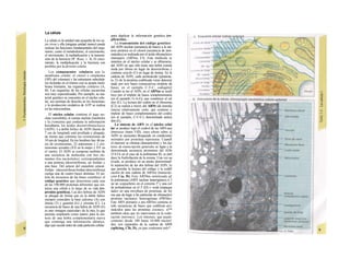 La célula
La célula es la unidad más pequeña de los se-
res vivos y ella (ninguna unidad menor) puede
realizar las funciones fundamentales del orga-
nismo, como el metabolismo, el crecimiento,
el movimiento, la multiplicación y la transmi-
sión de la herencia (W. Roux, v. 4). El creci-
miento, la multiplicación y la herencia son
posibles por la división celular.
Los componentes celulares son la
membrana celular, el citosol o citoplasma
(50% del volumen) y las estructuras subcelula-
res incluidas en el mismo con su propia mem-
brana limitante, las organelas celulares (A,
B). Las organelas de las células eucariotas
son muy especializadas. Por ejemplo, su ma-
terial genético se concentra en el núcleo celu-
lar, sus enzimas de desecho en los lisosomas,
y la producción oxidativa de ATP se realiza
en las mitocondrias.
El núcleo celular contiene el jugo nu-
clear (cariolinfa), el cuerpo nuclear (nucléolo)
y la cromatina que contiene la información
hereditaria, los ácidos desoxtrribonucleicos
(ADN). La doble hélice de ADN (hasta de
7 cm de longitud) está arrollada y plegada,
de forma que contiene los cromosomas de
10 um de longitud. En los hombres hay 46 pa-
res de cromosomas, 22 autosomas y 2 cro-
mosomas sexuales (XX en la mujer y XY en
el varón). El ADN se compone también de
una secuencia de moléculas con tres ele-
mentos (los nucleótidos), correspondientes
a una pentosa (desoxirribosa), un fosfato y
una base. Del azúcar del esqueleto azúcar-
fosfato (desoxirribosa-fosfato-desoxirribosa)
cuelga una de cuatro bases distintas. El pa-
trón de secuencia de las bases constituye el
código genético que determina cada una
de las 100.000 proteínas diferentes que sin-
tetiza una célula a lo largo de su vida (ex-
presión genética). Las dos hebras de ADN
se pliegan de forma que en la doble hélice
siempre coinciden la base adenina (A) con
íiinina (T) y guanina (G) y cirosina (C). La
secuencia de bases de una hebra de ADN (E)
es una «imagen especular» de la otra, lo que
permite emplearla como matriz para la sín-
tesis de una hebra complementaria nueva
que contenga una información idéntica,
algo que sucede antes de cada partición celular
para duplicar la información genética (re-
plicación).
La transmisión del código genético
del ADN nuclear (secuencia de bases) a la sín-
tesis proteica en el citosol (secuencia de ami-
noácidos) es realizada por el ácido ribonucleico
mensajero (ARNm, Cl). Esta molécula se
sintetiza en el núcleo celular y se diferencia;
del ADN en que sólo tiene una hebra constij
tuida por ribosa en lugar de desoxirribosa y
contiene uracilo (U) en lugar de timina. En la
cadena de ADN, cada aminoácido (glutama-
to, E) de la proteína codificada viene determij
nado por tres bases consecutivas (triplete da
bases, en el ejemplo C-T-C; codogén)]
Cuando se lee el ADN, en el ARNm se sustil
tuye por el triplete de bases complementaria
(en el ejemplo, G-A-G), que constituye el cal
don (E). La lectura del codón en el ribosoma
(C2) se realiza a través del ARNt (de transfej
rencia) relativamente corto, que contiene a
triplete de bases complementario del codóij
(en el ejemplo, C-U-C), denominado antica
don (E).
La síntesis de ARN en el núcleo celul
lar se produce bajo el control de las ARN-poj
íimerasas (tipos I-III), cuyo efecto sobre ej
ADN se encuentra bloqueado en condicionei
normales por proteínas represoras. Cuandl
el represor se elimina (desrepresión) y los faa
tores de transcripción generales se ligan a la
denominada secuencia promotora del ADti
(TATA en el caso de la polimerasa II), se prel
duce la fosforilación de la misma. Una vez aa
tivada, se produce en un punto determinad!
la separación de las dos hebras del ADN, lo
que permite la lectura del código y la codifI
cación de una cadena de ARNm (transcrip-
ción Cía, D). Este ARNhn sintetizado pJ
la polimerasa (ARN nuclear heterogéneo) ti J
ne un «capuchón» en el extremo 5' y una col
de poliadeninas en el 3' (D) y «está empaqua
tado» en una envoltura de proteínas, de foi
ma que da lugar a las partículas de ribonuclecl
proteína nucleares heterogéneas (PRNhr»
Este ARN primario o pre-ARNm contiene ni
sólo secuencias de bases que codifican arr»
noácidos para las proteínas (exones), si™
también otras que no intervienen en la codi»
cación (mirones). Los intrones, que pued«
contener desde 100 hasta 10.000 núcleo!
dos, son separados de la cadena de ARB
(splicing, Clb, D), ya que contienen infc*
 