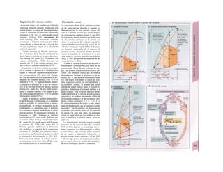 Regulación del volumen sistólico
La reacción frente a los cambios en el llenado
ventricular (posición corporal, respiración) o la
presión aórtica se realiza de forma autónoma,
ya que la distensión del miocardio (distensión
en reposo; v. 66 y s.) se corresponde con el
volumen sistólico (VS): mecanismo de
Frank-Starling. Este mecanismo también
permite que el volumen propulsado por ambos
ventrículos no se desvíe de uno a otro, de for-
ma que se produzca estasis en la circulación
pulmonar o general.
Cuando aumenta el llenado (precarga:
Al), el principio de la fase de contracción se
desvía hacia la derecha en la curva de retrac-
ción elástica (Al, punto Al). El aumento del
volumen telediastólico (VTD) determina un
aumento del VS y del trabajo cardíaco; tam-
bién se eleva el volumen telesistólico (VTS).
Si aumenta la presión aórtica (poscarga;
A2) se produce la apertura de la válvula aórtica
cuando el ventrículo izquierdo alcanza la pre-
sión correspondiente (A2, punto DQ). Durante
una fase de transición corta se produce la dis-
minución del volumen sistólico (VSJ. El VTS
aumenta el VTS11. El siguiente llenado diastóli-
co desplaza el principio de la fase de contrac-
ción en la curva de retracción elástica hacia la
derecha (A2, punto A2). De este modo se nor-
maliza el volumen sistólico (VS2) aunque la pre-
sión aórtica sigue elevada (D2). El VTS aumenta
relativamente mucho (VTS2).
Cuando se producen cambios independien-
tes de la precarga y la poscarga en la potencia
cardíaca se habla de contractilidad o inotro-
pía modificada. Se produce un aumento por la
noradrenalina o la adrenalina y por el aumento
de la frecuencia cardíaca (mediada por el efecto
inotropo positivo P1 adrenérgico: inotropía de
frecuencia; v. 194). Aumenta el máximo
isovolumétrico (A3, curva verde), de forma que
el corazón trabaja frente a una presión mayor
(A3, punto D3) y/o puede enviar un VS mayor
(a expensas del VTS) (A3, punto D3). •
Mientras que los cambios en la distensión
sólo modifican la potencia de la contracción
miocárdica (v. 203, Bl), los estímulos inotro-
pos positivos también aumentan la velocidad
de contracción del miocardio (v. 203, B2).
Por eso, se puede emplear el aumento máximo
isovolumétrico de presión (máx. dP/dt) como
una medida clínica de la contractilidad.
Circulación venosa
La sangre procedente de los capilares se reúne
en las venas para ser devuelta al corazón. La
fuerza tractora de este retorno venoso (B)
son a) la presión arterial que queda después
de atravesar los capilares (unos 15 mm Hg);
b) la generada durante la sístole por el descenso
de las válvulas cardíacas; c) la presión que
ejerce la contracción del músculo esquelético
venoso (bomba muscular) y la acción de las
válvulas venosas que impide el flujo de la sangre
en dirección inadecuada; d) el aumento de
presión positiva abdominal durante la inspi-
ración acompañado de un aumento de la pre-
sión negativa torácica (presión intratorácica,
Ppieu; v. 108) que permite la expansión de las
venas del tórax (v. 206).
Cuando se cambia Ia postura de decúbito a
bipedestación (ortostatismo), los vasos de las
piernas están llenos de una columna de san-
gre, que produce una presión hidrostática adi-
cional. Este fenómeno explica que las venas se
distiendan con facilidad (a diferencia de las ar-
terias), por lo que pueden «almacenar» hasta
0,4 1 de sangre. Esta sangre se extrae del volu-
men sanguíneo central (el correspondiente a
la circulación venosa). Se produce una menor
entrada de sangre venosa hacia el corazón iz-
quierdo y disminuyen el volumen sistólico y el
gasto cardíaco. Para evitar un descenso dema-
siado importante de la presión arterial (colapso
ortostático), se produce un aumento reflejo de
la frecuencia cardíaca y de las resistencias peri-
féricas (reflejo ortostático; v. 7, E, y 212 y s.).
El «almacenamiento» de sangre es más impor-
tante en bipedestación que al caminar (¡bomba
muscular!). Por el contrario, en bipedestación
se produce una presión menor en las venas de
la cabeza. Un poco más abajo del diafragma
existe un punto en el que los cambios de pos-
tura no modifican la presión venosa: punto in-
diferente.
La denominada presión venosa central
(presión en la aurícula derecha, normal
0-12 cm H2O) depende en primer lugar del vo-
lumen sanguíneo y su determinación se utiliza
a nivel clínico para controlar dicho volumen
(p. ej., cuando se administran infusiones). La
presión venosa central aumenta (>20 cm H2O
= 15 mm Hg) durante la insuficiencia cardíaca
por el menor efecto de bomba del corazón y,
de forma fisiológica, durante el embarazo.
 