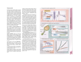 Presión arterial
El término presión sanguínea alude a la presión
de la sangre arterial en la circulación sistémica.
En la aorta se produce un aumento de la pre-
sión durante la fase de eyección sistólica hasta
alcanzar un máximo, la presión sistólica (P5)
y durante la fase de relajación (válvula aórtica
cerrada) alcanza un valor mínimo, la presión
diastólica (P0) (Al y v. 191, A2). La diferen-
cia, P5 - PD corresponde a la amplitud de la
presión arterial, que depende del volumen
sistólico (VS) y de la distensibilidad (distensión
por volumen = dV/dP; v. 188) de las arterias.
Para un valor concreto del VS y cuando se re-
duce la distensibilidad de los vasos, se produce
un mayor aumento de la P5 que de la P0, por lo
que la amplitud aumenta (con frecuencia se
produce durante el envejecimiento). El mismo
fenómeno se produce cuando aumenta el VS
para una distensibilidad determinada.
Cuando aumentan las resistencias periféricas totales
(RPT, v. 188) y se produce Ia eyección del VS a Ia
misma velocidad habitual, se produce un aumento de
similar magnitud en Ia P5 y Ia P0 (no cambia Ia
amplitud). En general el aumento de las RPT dificulta Ia
eyección del VS, Io que disminuye el cociente aumento de
volumen arterial/flujo periférico en Ia fase de eyección,
por Io que P5 aumentaría menos que P0, disminuyendo asi
Ia amplitud.
Valores normales. Hasta los 45 años de
edad los valores de presión arterial en reposo
(sentado, tumbado) son 100-140 mm Hg de P5
y 60-90 mm Hg de P0. Entre los 45 y 60 se
consideran normales valores hasta 150 mm Hg
y en los mayores de 60 hasta 160 mm Hg (C).
Mantener una presión arterial adecuada re-
sulta fundamental para la irrigación tisular
(v. 212).
Cuando disminuye Ia presión arterial (hipotensión) se
puede producir shock (v. 218), anoxia (v. 130) y
destrucción tisular. También el aumento crónico de Ia
presión arterial (hipertensión; v. 216) puede producir
lesiones (sobre todo cardíacas, encefálicas, renales y
cutáneas).
La presión arterial media (= promediada a
lo largo del tiempo) resulta decisiva para la cir-
culación periférica (v. 188).
Se puede representar gráficamente Ia curva de presión
sanguínea medida (p. ej., mediante un catéter arterial)
(A) o amortiguar tanto las oscilaciones en dicha curva al
escribirlas, que sólo se represente Ia presión arterial
media.
Aunque la presión media disminuye desde la
aorta hasta las arterias de gran calibre, el valor
de la P5 en las grandes arterias (como la femo-
ral) suele ser mayor que en la aorta (compare
Al y A2), por su menor distensibilidad (com-
parada con la aorta) (v. velocidad de la onda
del pulso, v. 190).
La medición de la presión sanguínea se
puede realizar de forma directa con una aguja
localizada en la corriente sanguínea. La curva
de presión sanguínea de las arterias alejadas del
corazón se retrasa temporalmente respecto de
la de la aorta por la evolución temporal de la
presión de la onda del pulso (3-10 m/s; v. 190)
y también muestra una morfología distinta
(Al ,2; curvas de presión sanguínea descritas).
Sin embargo, habitualmente la presión sanguí-
nea (a nivel del corazón) se mide según el méto-
do de Rwa-Rocci desde fuera de la sangre (B).
Para ello, se coloca un manguito inflable en el brazo con
un estetoscopio en el codo. Bajo control mano-métrico,
se va inflando el manguito hasta alcanzar un valor de
presión superior a Ia Ps esperada (¡desaparece el pulso
radial!). Después se va liberando Ia presión lentamente
(2-4 mm Hg/s). La lectura cuando aparece el primer
ruido sincrónico con el pulso (Korotkow) se corresponde
con Ia P5. Este ruido inicialmente es intenso y claro, pero
de repente se amortigua, momento que se corresponde
con Ia P0 (segunda lectura).
Fuentes de error al medir Ia presión arterial. Si se
repiten las determinaciones, habría que aliviar toda Ia
presión del manguito durante 1-2 min, ya que el estasis
venoso podría aumentar el valor de Ia P0. El manguito debe
tener un diámetro 20% mayor que el brazo, ya que un
manguito demasiado apretado o demasiado pequeño
(brazo en los obesos o los atletas, medidas en el muslo)
podría aumentar falsamente el valor de Ia P0.
La presión sanguínea en la artería pul-
monar es menor que en la aorta (v. 186). Una
peculiaridad de la circulación pulmonar es que
las paredes vasculares son relativamente delga-
das y su entorno es muy modificable (¡tejido
pulmonar lleno de aire!). Si aumenta el gasto
cardíaco (GC) del ventrículo derecho, se produ-
ce una distensión de los vasos pulmonares, dis-
minuyendo su resistencia (D), lo que impide un
aumento excesivo de la presión en la arteria
pulmonar cuando aumenta el GC (p. ej., en el
esfuerzo). Además, los vasos pulmonares tie-
nen cierta acción de amortiguación de las osci-
laciones de corta duración en el volumen san-
guíneo (v. 204).
 
