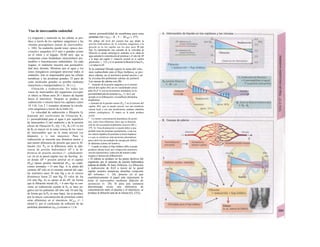 Vías de intercambio endotelial
La irrigación y nutrición áe las células se pro-
duce a través de los capilares sanguíneos y las
vénulas poscapilares (nasos de intercambio:
v. 188). Su endotelio puede tener «poros fun-
cionales» pequeños (2-5 nm) o grandes (como
en el riñon y el hígado. 20-80 nm). que se
comportan como hendiduras intercelulares per-
meables o fenestraciones endoteliales. En cada
órgano, el endotelio muestra una permeabili-
dad muy distinta. Mientras que el agua y los
iones inorgánicos consiguen atravesar todos el
endotelio, éste es impermeable para las células
hemáticas y las proteínas grandes. El paso de
estas moléculas grandes es posible mediante
transcitosis o transportadores (v. 26 y s.).
Filtración y reabsorción. En todos los
vasos de intercambio del organismo (excepto
el riñon) se filtran unos 20 1 diarios de líquido
hacia el intersticio. Después se produce su
reabsorción o retorno hacia los capilares (unos
18 1/d). Los 2 1 restantes alcanzan la circula-
ción sanguínea a través de la linfa (A).
La velocidad de reabsorción o filtración Qr
depende del coeficiente de filtración K1
(= permeabilidad para el agua k por superficie
de intercambio F) del endotelio y de la presión
eficaz de filtración Pe, (Qr = P6, K1) El va lor
de Kf es mayor en la rama venosa de los vasos
de intercambio que en la rama arterial (su
diámetro y /c son mayores). Para la
reabsorción se necesita una distancia menor y
una menor diferencia de presión que para la fil-
tración (A). Pef es la diferencia entre la dife-
rencia de presión hidrostática AP y la di-
ferencia de presión oncótica (= cohidosmóti-
ca) ∆π en la pared capilar (ley de Starling: A).
en donde ∆Ρ = presión arterial en el capilar
(Pcap) menos presión intersticial (P1n,, en condi-
ciones normales = O mm Hg). A la altura del
corazón ∆Ρ vale en el extremo arterial del capi-
lar sistémico unos 30 mm Hg y en el venoso
disminuye hasta 22 mm Hg. El valor de ∆π
(24 mm Hg; A) se opone al de ∆Ρ, de forma
que la filtración inicial (P8, = 6 mm Hg) se con-
vierte en reabsorción cuando la Pef se hace ne-
gativa (en los pulmones ∆Ρ sólo vale 10 mm Hg.
de forma que la Pef es muy baja). ∆π se produce
por la mayor concentración de proteínas (entre
otras albúmina) en el intersticio ACpro, (= 1
mmol/1), por el coeficiente de reflexión de las
proteínas plasmáticas (oprot) cercano a 1 y la
menor permeabilidad de membrana para estas
proteínas (Απ = σρΓΟ, - R - T - ACprot: v. 377).
Por debajo del nivel del corazón hay que añadir Ia
presión hidrostática de Ia columna sanguínea a Ia
presión en Ia luz capilar (en los pies unos 90 mm
Hg). En bipedestaclón este aumento de Ia velocidad de
filtración se puede auforregu/ar mediante a) Ia salida de
agua aumenta Ia concentración de proteínas y el valor de ∆Ρ
a Io largo del capilar (= situación normal en el capilar
glomerular: v. 152) y b) al aumentar Ia filtración Io hace P1n,
y se reduce Ia ∆Ρ.
Si la cantidad filtrada supera la suma del volu-
men reabsorbido más el flujo linfático, se pro-
duce edema, en el territorio portal asciíis y en
la circulación pulmonar edema de pulmón.
Las causas de edema son (B):
* Aumento de Ia presión sanguínea en el extremo
arterial del capilar (B1) por Ia vasodilatador preca-
pllar (P03P T) con un Incremento simultáneo en Ia
permeabilidad para las proteínas (opro, I y ∆π I), por
ejemplo en Ia Inflamación y Ia anafllaxla (hlstamlna,
bradlclnlna).
» Aumento de Ia presión venosa (Prap T en el extremo del
capilar, B2). que se puede asociar con una trombosis
venosa local o con una insuficiencia cardiaca slstémlca
(edema cardiogénico). El estasis en Ia porta produce
ascitis.
* La menor concentración plasmática de proteí
nas, entre otras albúmina, hace que Ia disminu
ción de ∆π sea proporcionalmente excesiva (B3 y
379, A). Esta disminución se puede deber a una
pérdida renal de proteínas (protelnuria), a una me
nor síntesis hepática de proteínas (cirrosis hepática)
o a que se sinteticen más proteínas plasmáticas
para cubrir las necesidades de energía por déficit
de albúmina (edema del hambre).
* Cuando se reduce el flujo linfático (B4) se puede
producir edema local, por compresión (tumores),
sección (operaciones), reducción del número (radio
terapia) u obstrucción (bllharzlosls).
» El edema se produce en las partes declives del
organismo por el aumento de presión hidrostática
(edema de tobillo: B, foto). Difusión. La filtración
y reabsorción de H2O a través de la pared
capilar arrastra sustancias disueltas («tracción
del solvente»: v. 24). proceso en el que
cuantitativamente el papel más importante lo
tiene el intercambio mediante difusión de
sustancias (v. 20). Si para una sustancia
determinada existe una diferencia de
concentración entre el plasma y el intersticio, se
produce la difusión neta de la misma (O2, CO2).
 