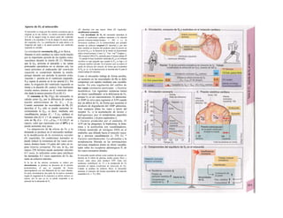 Aporte de O2 al miocardio
El miocardio se irriga por dos arterias coronarias que se
originan en Ia raíz aórtica. La arteria coronaria derecha
(1/2 de Ia sangre) irriga Ia mayor parte del ventrículo
derecho y Ia izquierda (1/2 de Ia sangre) Ia mayor parte
del izquierdo (A). La contribución de cada arteria a Ia
irrigación del septo y Ia pared posterior del ventrículo
izquierdo es variable.
La circulación coronaria (Qcor) es fásica.
Durante el ciclo cardíaco su valor oscila mucho
por la importante presión de los tejidos extra-
vasculares durante la sístole (B, C). Mientras
que la Qcor próxima al epicardio y las ramas
principales epicárdicas no se afectan casi, los
vasos próximos al endocardio del ventrículo
izquierdo se comprimen durante la sístole,
porque durante ese período la presión extra-
vascular (~ presión en el ventrículo izquierdo,
PVI) supera la presión en la luz arterial (C). Por
tanto, la irrigación del ventrículo izquierdo se
limita a la diastole (B, centro). Este fenómeno
resulta menos intenso en el ventrículo dere-
cho dada la menor presión (PVo) (B, C).
El consumo de O2 (Vg2) del miocardio se
calcula como Qcor por la diferencia de concen-
tración arteriovenosa de O2 (Ca - Cv)Or
Cuando aumentan las necesidades de O2 (D,
derecha) el V02 sólo se puede aumentar in-
crementando la Qcor, es decir, mediante una
vasodilatación, porque (C3 - CV)O2 cardíaca es
bastante alta (0,12 1/1 de sangre) y la extrac-
ción de O2 (Ca - Cv) O2/CaO2 = 0,12/0,21 en
reposo, valor que representa casi el 60% y se
puede aumentar muy poco.
La adaptación de la oferta de O2 a la
demanda se produce en el miocardio median-
te la modificación de Ia resistencia vascular
(D, izquierda). En condiciones normales se
puede reducir la resistencia de los vasos coro-
narios distales hasta 1/4 parte del valor en re-
poso (reserva coronaria). Por eso, la Qcor (en
reposo 250 ml/min) puede aumentar máximo
4-5 veces, lo suficiente como para satisfacer
las demandas 4-5 veces superiores de O2 du-
rante un esfuerzo máximo.
Si Ia luz de las arterias coronarias se reduce por
aterosclerosis, se produce un descenso de Ia presión
postestenótica, al que se responde de forma
autorregulatoria con una dilatación de los vasos distales.
En estas circunstancias una parte de Ia reserva coronaria
(según Ia magnitud de Ia estenosis) se utiliza incluso en
reposo, por Io que ya no se puede responder a un
aumento de Ia demanda de O2
(D, derecha) con una mayor oferta (D, izquierda):
insuficiencia coronaria.
Las necesidades de O2 del miocardio aumentan al
hacerlo el rendimiento cardíaco (aumento a Ia relación
presión-volumen-trabajo/tiempo; v. 202 y s.), Ia
frecuencia cardíaca y/o Ia contractilidad, por ejemplo
durante un esfuerzo corporal (D, derecha) y, por otro
lado, también en función del producto entre Ia tensión de
Ia pared (Sven) y Ia duración de Ia sístole (el denominado
índice tensión-tiempo). Como s
ve|i = p
ven · r
ven/2w
(Laplace; v.
188, ecuación 8.4b) el V02 aumenta para el mismo trabajo (P
· V) cuando Io hace Ia presión ventricular (Pven) y el volumen
sis-tólico es más pequeño que cuando Ia Pven es baja y el
volumen sistólico elevado. En el primer caso se reduce el
grado de eficacia del corazón, de forma que al aumentar
Ia Ρϊβη (ρ. ej., en Ia hipertensión) se necesita más O2 para el
mismo trabajo (D, derecha).
Como el miocardio trabaja de forma aerobia,
un aumento en las necesidades de O2 se debe
compensar con rapidez mediante una vasodila-
tación. En esta regulación del calibre de
los vasos coronarios participan: » Factores
metabólicas. Las siguientes sustancias tienen
un efecto vasodilatador: a) la deficiencia de O2,
porque O2 es un vasoconstrictor; b) adenosina:
el AMP no sirve para regenerar el ATP cuando
hay un déficit de O2, de forma que aumenta el
producto de degradación del AMP adenosina.
Esta sustancia dilata los vasos a través del
receptor A2; c) la acumulación de lactato e
hidrogeniones (por el metabolismo anaerobio
del miocardio), y d) pros-taglandina I2.
» Factores producidos por el endotelio. El
ATP (de las plaquetas), la bradicinina, la hista-
mina y la acetilcolina son vasodilatadores.
Liberan monóxido de nitrógeno (NO) en el
endotelio, que difunde hacia el músculo vascu-
lar y provoca vasodilatación (v. 279, E). *
Factores neurohumorales. La adrenalina y la
noradrena/ina liberada en las terminaciones
nerviosas simpáticas tienen un efecto vasodila-
tador sobre los receptores adrenérgicos P2 de
los vasos coronarios distales.
El miocardio puede utilizar como sustrato de energía, en
función de Ia oferta de glucosa, ácidos grasos libres y
lactato, entre otros, para producir ATP. Estas tres
sustancias contribuyen en 1/3 a Ia producción de O2
necesaria en reposo (coeficiente de extracción de O2).
Cuando se produce un esfuerzo físico, el miocardio
aumenta el consumo del lactato procedente del músculo
esquelético (A, v. 72 y 282).
 