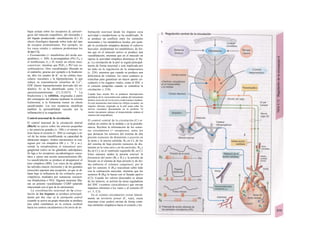 bajas actúan sobre los receptores β2 adrenér-
gicos del músculo esquelético, del miocardio y
del hígado produciendo vasodilatación (C). El
efecto fisiológico depende sobre todo del tipo
de receptor predominante. Por ejemplo, en
los vasos renales y cutáneos predominan los
detipo CXj.
» Eicosanoides (= metabolites del ácido ara-
quidónico; v. 269): la prostagladina (PG) F2a y
el tromboxano A2 y B2 tienen un efecto oaso-
constrictor, mientras que PGE2 y PG^son va-
sodilatadores. Otro vasodilatador liberado en
el endotelio, gracias por ejemplo a la bradicini-
na, abre los canales de K+
en las células mus-
culares vasculares y la hiperpolarizan, lo que
reduce su concentración citosólica de Ca2+
:
EDF (factor hiperpolarizante derivado del en-
dotelio). Er se ha identificado como 11,12-
epoxieicosanotrienato (11,12-EET). * La
bradicinina y la calidina, originadas a partir
del cininógeno del plasma mediante la enzima
fcalicreína, y la histamina tienen un efecto
uasodi/atador. Las tres sustancias modifican
también la permeabilidad vascular (en la
inflamación) y la coagulación.
Control neuronal de Ia circulación
El control neuronal de la circulación arterial
(Bla/b) se ejerce sobre las arterias pequeñas
y las arterio/as grandes (v. 188) y el retorno ve-
noso hacia el corazón (v. 204) se consigue a ni-
vel de las nenas (modificando su capacidad de
almacenar sangre). Ambos mecanismos se con-
siguen por vía simpática (Bl y v. 78 y ss.),
siendo la noradrenalina el transmisor pos-
ganglionar (salvo en las glándulas sudoríparas).
Se liga a los receptores oij-adrenérgicos vascu-
lares y ejerce una acción uasoconsírictora (B).
La uasodi/afación se produce al desaparecer el
tono simpático (BIb). Los vasos de las glándu-
las salivales (mayor excreción) y de los genitales
(erección) suponen una excepción, ya que se di-
latan bajo la influencia de los estímulos para-
s/mpóticos, mediados por sustancias vasoacti-
vas (bradicinina o NO). Algunas neuronas libe-
ran un potente vasodilatador CGRP (péptido
relacionado con el gen de la calcitonina).
La coordinación neuronal de la circu-
lación de los órganos se produce principal-
mente por dos vías: a) la ¡neruación central
(cuando se activa un grupo muscular se produce
una señal simultánea en la corteza cerebral
hacia los centros circulatorios) o b) envío de in-
formación neuronal desde los órganos cuya
actividad o metabolismo se ha modificado. Si
se produce un conflicto entre los estímulos
neuronales y los metabólicos locales, por ejem-
plo la excitación simpática durante el esfuerzo
muscular, predominan los metabólicos, de for-
ma que en el músculo activo se produce una
vasodilatación, mientras que en el músculo en
reposo la actividad simpática disminuye el flu-
jo. La circulación de la piel se regula principal-
mente de forma neuronal y está implicada por
un lado en la regulación de la temperatura
(v. 224), mientras que cuando se produce una
deficiencia de volumen, los vasos cutáneos se
estrechan para garantizar un mayor aporte cir-
culatorio a los órganos vitales, como el SNC o
el corazón (ampollas cuando se centraliza la
circulación; v. 218).
Cuando hace mucho frío se producen interrupciones
periódicas de Ia vasoconstricción cutánea del mecanismo
térmico (reacción de Lewis) para evitar lesiones tisulares.
En este mecanismo intervienen los reflejos axonales: un
impulso aferente originado en Ia piel actúa sobre los
nervios vasculares directamente en Ia periferia. El
mismo mecanismo subyace al enrojecimiento cutáneo al
rascarse (der-mografísmo).
El control central de la circulación (C) se
realiza en centros de la médula y en la protube-
rancia. Reciben la información de los senso-
res circulatorios (= receptores), entre los
que destacan los sensores del sistema de alta
presión (sensores de distensión o presión en
la aorta y la arteria carótida; R0 en C), de los
del sistema de baja presión (sensores de dis-
tensión en la vena cava y en las aurículas; RA y
RB en C) y en el ventrículo izquierdo (Rv en C).
Estos sensores miden la presión arterial, la
frecuencia del pulso (R0 y Rv) y la presión de
llenado en el sistema de baja presión (y de for-
ma indirecta el volumen sanguíneo), por lo
que los sensores A (RA) reaccionan sobre todo
con la contracción auricular, mientras que los
sensores B (RB) lo hacen con el llenado pasivo
(C2). Cuando los valores detectados se alejan
de los teóricos, se activan las áreas reguladoras
del SNC («centros circu/aforios») que envían
impulsos eferentes a los vasos y al corazón (D
yv. 5, C2).
En el «centro circulatorio» existe lateral-
mente un territorio presar (C, rojo), cuyas
neuronas (vías azules) envían de forma conti-
nua estímulos simpáticos hacia el corazón y los
 