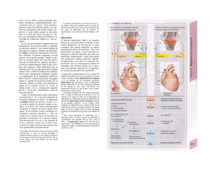 vasos, con un efecto cardioestimutador (po-
tencia, frecuencia) y predominantemente vaso-
constrictor (tono en reposo). Estos territorios
presores tienen una estrecha relación con neu-
ronas de localización más medial (campo «de-
presor»; C, azul); ambos campos se relacionan
entre sí a través del núcleo del uago (C, ver-
de), cuya estimulación reduce la frecuencia y la
velocidad de conducción cardíaca (C, vías na-
ranjas).
En las vías que transmiten impulsos desde los
presosensores de los senos aórtico y carotídeo
en dirección central (C, vías verdes) también se
transmiten los impulsos aferentes del denomina-
do reflejo circulatorio homeostático (D3a/b),
que estabiliza la presión sanguínea arterial
(«freno» de la presión arterial). Cuando se pro-
duce un aumento agudo de Ia presión arteria/
aumenta la transmisión de impulsos aferentes y
se activa el campo depresor, desde el que se ori-
gina una respuesta refleja (depresora) que se
transmite por el nervio vago para reducir el gasto
cardíaco (GC) e inhibir la estimulación simpática
de los vasos, consiguiendo la dilatación vascular
y la disminución de las resistencias periféricas
(RPT) (D4a/b). Ambos mecanismos consiguen
reducir el aumento de la presión arterial. Por el
contrario, cuando se produce una disminución
aguda de Ia presión arterial se activa el
campo presor, con el consiguiente aumento
del GC y de las RPT, aumentando el valor de
la presión arterial.
Como los presosensores tienen característi-
cas diferentes (v. 312 y s.), esta regulación de
la presión sanguínea se refiere a la adaptación
a cambios agudos de presión, es decir, evi-
ta cambios agudos de presión. Cuando se mo-
difica Ia posición del cuerpo (decúbito/bipe-
destación), se produce un nuevo reparto de la
sangre. Si no existiera el reflejo circulatorio ho-
meostático (reacción ortostáíica; v. 204), los
cambios en el retorno venoso provocarían im-
portantes oscilaciones en la presión arterial.
Una disminución de la POz o un aumento de
la PCO2 (relación cruzada con el centro respi-
ratorio) en sangre provoca una reacción pre-
sora, aumentando la presión arterial.
Si se produce una elevación crónica de Ia presión arterial
(hipertensión), el valor de presión aumentada se
estabiliza también a través de estos reflejos circulatorios,
de forma que el «freno» de Ia presión arterial no sólo no
Intenta impedir este valor elevado, sino que intenta
mantenerlo fijo.
Un aumento momentáneo del retomo venoso (p. ej.,
una Infusión Intravenosa) también acelera Ia acción del
corazón (D, derecha). No se conoce bien Ia Importancia de
este reflejo de Bainbridge, que en ocasiones se
complementa con el mecanismo de Frank-Starling (v. 202
y s.).
Hipertensión
El término hipertensión alude a un aumento
crónico de la presión arterial sistémica. Como
criterio diagnóstico de este proceso se suele
considerar una presión diastólica en reposo
mantenida de más de 90 mm Hg (v. 206). Una
hipertensión no tratada o mal controlada so-
brecarga al ventrículo izquierdo, que sufre una
hipertrofia compensadora y acaba provocando
una insuficiencia cardíaca izquierda. Además,
la hipertensión es un factor de riesgo de are-
rosc/erosis con sus consecuencias (infarto de
miocardio, ictus, lesiones renales, etc.) y deter-
mina una marcada reducción de Ia esperanza
de vida de una gran parte de la población.
La hipertensión se puede producir por a) un aumento del
volumen extracelular (VEC) con un aumento del retorno
venoso y del gasto cardíaco (hipertensión por volumen)
o b) un aumento de las resistencias periféricas
(hipertensión por resistencia). Como Ia hipertensión
produce alteraciones en los vasos, aumenta Ia resistencia
de los mismos, Io que acaba conviniendo una
hipertensión de tipo a en otra de tipo b con el tiempo,
provocando un círculo vicioso.
Se produce un aumento del VEC cuando Ia ingesta de
NaCI (y agua) es mayor que Ia excreción. Por eso, un
aumento en Ia ingesta de NaCI con Ia dieta puede ser
responsable de Ia forma más frecuente de hipertensión, Ia
denominada hipertensión esencial o primaria, al menos
en los pacientes sensibles a Ia sal. También puede
producirse una hipertensión por volumen cuando en una
insuficiencia renal no se consigue equilibrar una Ingesta
pobre en NaCI o cuando existe un tumor suprarrenal
productor de aldosterona que provoca una retención de
Na+
.
Otras causas importantes de hipertensión son el
feocromocitoma, un tumor secretor de adrenalina y
noradrenalina, que aumenta tanto el VEC como Ia
RPT, y Ia hipertensión renal (en Ia estenosis de Ia
arteria renal y las nefropatías). En este caso aumenta Ia
secreción de reniña y Ia presión arterial por el mecanismo
del RAA (v. 184).
 
