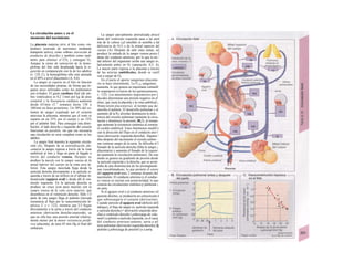 La circulación antes y en el
momento del nacimiento
La placenta materna sirve al feto como «in-
testino» (entrada de nutrientes mediante
transporte activo), como «riñon» (excreción de
productos de desecho) y también como «pul-
món» para eliminar el CO2 y conseguir O2.
Aunque la curuo de saturación de Ia hemo-
globina del feto está desplazada hacia la iz-
quierda en comparación con la de los adultos
(v. 129, C), la hemoglobina sólo está saturada
en el 60% a nivel placentario (A, 0,6).
La sangre se reparte en el feto en función
de sus necesidades propias, de forma que ór-
ganos poco utilizados como los pulmonares
son evitados. El gasto cardíaco fetal (de am-
bos ventrículos) es 0,2 1/min por kg de peso
corporal y la frecuencia cardíaca aumenta
desde 65/min (5.a
semana) hasta 130 a
160/min en fases posteriores. Un 50% del vo-
lumen de sangre expulsado por el corazón
atraviesa la placenta, mientras que el resto se
reparte en un 35% por el cuerpo y un 15%
por el pulmón fetal. Para conseguir esta distri-
bución, el lado derecho e izquierdo del corazón
funcionan en paralelo, sin que sea necesaria
una circulación en serie completa como en los
adultos.
La sangre fetal muestra la siguiente circula-
ción (A). Después de su arterialización pla-
centaria la sangre regresa a través de la vena
umbilical al feto y llega en parte al hígado a
través del conducto venoso. Después se
produce la mezcla con Ia sangre venosa de Ia
mitad inferior del cuerpo en la vena cava in-
ferior. Esta sangre mezclada llega desde la
aurícula derecha directamente a la aurícula iz-
quierda a través de un orificio en el tabique in-
terauricular (agujero oval) y desde allí al ven-
trículo izquierdo. En la aurícula derecha se
produce un cruce (con poca mezcla) con la
sangre venosa de Ia vena cava superior, que
desemboca en el ventrículo derecho. Sólo 1/3
parte de esta sangre llega al pulmón (elevada
resistencia al flujo por la vasoconstricción hi-
póxica; C y v. 122), mientras que 2/3 llegan
directamente a la aorta a través del conducto
arterioso (derivación derecha-izquierda), ya
que en ella hay una presión arterial relativa-
mente menor por la menor resistencia perifé-
rica (placenta), de unos 65 mm Hg al final del
embarazo.
La sangre parcialmente arterializada proceJ
dente del ventrículo izquierdo pasa a las artel
rías de Ia cabeza (¡el encéfalo es sensible a IaJ
deficiencia de O2!) y de la mitad superior del
cuerpo (A). Después de salir estas ramas, se]
produce la entrada de la sangre venosa proce-1
dente del conducto arterioso, por lo que la mi-.'
tad inferior del organismo recibe una sangre re-,
lativamente pobre en O2 (saturación: 0,3; A).
La mayor parte regresa a la placenta a través)
de las arterias umbilicales, donde se vuelJ
ven a cargar de O2.
En el parto el aporte sanguíneo placenta-
rio se hace intermitente. La PCOz sanguínea
aumenta, lo que genera un importante estímuH
lo respiratorio (a través de los quimiosensores;
v. 132). Los mouimientos ínspiraíorios pro-]
ducidos determinan una presión negativa en el
tórax, que vacía la placenta y la vena umbilical ¡
ftrans/usión placentaria), al tiempo que de-
sarrolla el pulmón. El desarrollo pulmonar y el
aumento de la P02 alveolar disminuyen la resis-
tencia del circuito pulmonar (aumenta la circu-
lación y disminuye la presión; Bl,2), al tiempo
que aumenta la resistencia sistémica al cerrarse
el cordón umbilical. Estos fenómenos modifi-i
can la dirección del flujo en el conducto arte-!
rioso (derivación izquierda-derecha). Algunos '
días después del nacimiento el circuito pulmo- ·
nar contiene sangre de la aorta. Se dificulta el I
llenado de la aurícula derecha (falta la sangre ¡
placentaria) y aumenta el llenado de la izquier-
da (aumenta la circulación pulmonar). De este
modo se genera un gradiente de presión desde
la aurícula izquierda a la derecha, que se acom-
paña de una disminución de las prostaglandi-
nas vasodilatadoras, lo que permite el cierre
del agujero oval unas 2 semanas después del
nacimiento. El conducto arterioso y el conduc-
to venoso se cierran con posterioridad, lo que
conecta las circulaciones sistémica y pulmonar ;
en serie.
Si el agujero oval o el conducto arterioso siJ
guieran abiertos, se produciría un cortocircuito i
que sobrecargaría el corazón (derivación).
Cuando persiste el agujero oval (defecto del]
tabique), el flujo de sangre es: aurícula izquierda
a aurícula derecha (= derivación izquierda-dere-
cha) a ventrículo derecho (¡sobrecarga de volu-
men!) a pulmón a aurícula izquierda; en el casoj
del conducto arterioso patente: aorta a arl
teria pulmonar (derivación izquierda-derecha) 3j
pulmón (¡sobrecarga de presión!) y a aorta.
 