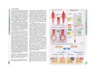 Termorregulación
La función de la termorregulación es mantener
constante la temperatura central (A), a pesar de
las variaciones en la captación, producción y
pérdida de calor (v. 222). Este valor deseado es
37 0
C como media, aunque se producen osci-
laciones diarias de hasta 0,6 0
C (mínimo a las
3 de la madrugada y máximo a las 6 de la tarde;
v. 381, C). El valor deseado viene determina-
do por un «reloj interno» (v. 334). Se observan
ajustes del valor deseado a largo plazo en el
ciclo menstrual (v. 299, A3) y en la fiebre.
El hipotálamo (v. 330) es el centro regula-
dor de la termorregulación. En él se localizan
los termosensores, que registran la temperatu-
ra central y reciben información adicional de la
médula espinal y de los termosensores periféri-
cos de la piel (v. 314). En el hipotálamo se
compara la temperatura central (valor real) con
el valor deseado y se contrarregulan las discor-
dancias entre ambas (D y v. 4 y s.).
El incremento de la temperatura cen-
tral por encima de la teórica (p. ej., en el es-
fuerzo físico) determina un aumento de la cir-
culación interna de calor (v. 222) por di/αία-
ción de los vasos cutáneos; así. en los dedos se
abren las anastomosis arteriouenosas. Este
mecanismo permite que se transporte más vo-
lumen de sangre/tiempo y no sólo se transpor-
ta más calor, sino que se reduce el intercambio
contracorriente de calor entre las arterias y las
venas (B). Además, la sangre venosa de las ex-
tremidades pasa del sistema venoso profundo al
superficial. También se modifica la secreción
de sudor, lo que enfría la superficie cutánea y
aumenta el gradiente de temperatura entre la
piel y el centro, fundamental para la circulación
interna de calor. La señal para la sudoración es
emitida por los sensores de calor centrales (los
sensores de la piel no perciben calentamiento
en esta situación porque el entorno está frío).
Las fibras eferentes de las glándulas sudoríparas
son colinérgicas simpáticas (D).
La aclimatación a una temperatura ambiental elevada
(trópicos) dura con frecuencia años. Esta aclimatación se
caracteriza por: 1) Ia velocidad de secreción de sudor
aumenta; 2) el contenido en sal del sudor disminuye, y 3)
aumenta Ia sed y, por tanto, Ia ingesta de agua.
Si se produce una disminución de la tem-
peratura corporal por debajo del valor de-
seado, no sólo se reduce la pérdida de calor
(uasoconsíricdón en /as cubiertas corporales-,
A, izquierda), sino que también aumenta lai
producción de calor mediante los movimientos
musculares voluntarios y la tiritona (D). Los
lactantes se enfrían con mucha facilidad por su
elevada relación superficie/volumen. En ] ellos
existe una alternativa, la denominada pro-
ducción de calor sin tiritona (v. 222). Cuando
se produce frío ambiental, estas tres medidas
se activan a través de los sensores de frío de Ia
piel (v. 314) antes de que disminuya la tempe-
ratura central.
En la temperatura ambiental, a la que se res-l
ponde con sudoración o tiritando, existe una
zona termoneutra, que se localiza en los pa-S
cientes en reposo sentados y casi sin ropa en-j
tre 27 y 32 0
C. En este intervalo térmico la rej
gulación sólo afecta a la circulación cutánea. El
pequeño tamaño de este intervalo térmico de-
muestra la importancia del comportamiento
para la termorregulación, incluido el tipo del
vestido, la búsqueda de sombras, el calenta-
miento de las habitaciones, etc. En situaciones
de temperatura extrema, el comportamiento
resulta el instrumento más decisivo (C).
A nivel subjetivo esta zona termoneutra
se describe como agradable. Esta situación sel
produce para el 95% de las personas con unaj
ropa y actividad normales cuando el clima
ambiental tiene una temperatura del aire y de
la irradiación (pared) de 23 0
C, una velocidad
del aire de <0,1 m/s y con una humedad rela-
tiva del aire de 50%. La temperatura con la
que una persona se sienta cómoda de-
pende también de todos estos parámetros. En
reposo sin ropa puede alcanzar los 28 0
C y en
el agua oscila en función del espesor del pa-
nículo adiposo (aislante térmico) entre 31 0
C
(obesos) y 36 0
C (delgados).
La fiebre se produce por acción de pirógenos exó-genos
(componentes de las bacterias) o endógenos (interleucinas
y otras citocinas macrofágicas), que generan en el
hipotálamo Ia fiebre a través de Ia actividad de Ia
prostaglandina PGE2. Durante Ia fiebre, Ia regulación
térmica se realiza con un nivel mayor de temperatura, ya
que el valor deseado también sube. Por eso, el cuerpo
experimenta al principio una sensación de frío relativa (se
producen contracciones musculares: tiritones) y cuando j
Ia fiebre baja hasta el valor deseado se produce j una
sensación de calor con dilatación vascular y se empieza a
sudar.
 