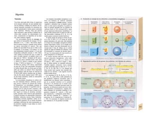 Digestión
Nutrición
Una dieta adecuada debe dotar al organismo
de la energía suficiente, de una cantidad míni-
ma de proteínas e hidratos de carbono, de sus-
tancias minerales (incluidos los elementos tra-
za), de aminoácidos y ácidos grasos esenciales
y de vitaminas. Además, tiene que aportar
agua suficiente y para facilitar el tránsito por el
colon debe contener los denominados resi-
duos, componentes no digeribles de las plan-
tas, como celulosa o lignina.
Las necesidades diarias de energía, las
que cubren el intercambio de energía y el ren-
dimiento (1 J/s = 1 vatio = 86,4 kJ/d), depen-
den de muchos factores y pueden variar incluso
en reposo (necesidad en reposo). Hay que
definir una necesidad basal que se mide 1) por
la mañana; 2) en ayunas; 3) en reposo; 4} con
una temperatura corporal normal, y 5) con una
temperatura ambiental cómoda (v. 224). Dicho
valor cambia en función del sexo, la edad, el
peso y la talla corporal y en adultos viene a ser
algo más de 7 MJ/d (= alrededor de 80 vatios).
El esfuerzo físico aumenta dicho valor unos
11 MJ/d (127 vatios) y cuando es muy intenso
lo hace 15 MJ/d en mujeres (= 175 vatios) y
20 MJ/d en varones (230 vatios), suponiendo
un peso de 70 kg. Este intercambio energético
se realiza durante años, de forma que un traba-
jador que realice un esfuerzo físico importante
puede emplear cada día hasta un máximo de
50 MJ/d (600 vatios), mientras que un depor-
tista de élite puede emplear hasta 1.600 vatios
en dos horas (maratón), siendo su intercambio
diario mucho menor.
Las necesidades energéticas se cubren con
los tres nutrientes básicos: albúmina (proteí-
nas), grasas e hidratos de carbono (B y textos
de bioquímica). Las necesidades mínimas de
proteínas para mantener el equilibrio del ni-
trógeno son 0,5 gAg de peso corporal y día
(equilibrio mínimo), de las que la mitad se de-
ben ingerir en forma de proteínas animales
(carne, pescado, leche, huevos) para garantizar
el aporte necesario de aminoácidos esencia/es
(histidina, isoleucina, leucina, lisina, metionina,
fenilalanina, treonina, triptófano, valina; en ni-
ños también arginina). No se suelen encontrar
cantidades suficientes de estos aminoácidos en
las proteínas vegetales, lo que reduce su «ua/or
biológico» a la mitad.
Las restantes necesidades energéticas se cu-
bren con hidratos de carbono (almidón
azúcar, glucógeno) y grasas (grasas y aceites
vegetales y animales), que se pueden sustituii
entre sí como aporte energético. Se puede re-
ducir la energía aportada por los hidratos de
carbono hasta el 10% (normal 60%), antes
de que aparezcan alteraciones metabólicas. La
grasa resulta esencial para el aporte de Dita mi-
nas liposolubles (vitaminas D, E, K, A) y de
ácidos grasos esencia/es (ácido linoleico).
El aporte medio de energía en forma de gra-
sa es del 25-30% (1/3 en forma de ácidos
grasos esenciales) (A), pero este valor aumenta
si lo hacen las necesidades energéticas (trabajo
intenso llega hasta el 40%). En el mundo occi-
dental se ingiere una dieta demasiado rica en
energía para el tipo de trabajo que se realiza
(grasas en lugar de hidratos de carbono), sien-
do destacable el consumo de alcohol (aprox.
30 y/g). La consecuencia de esta excesiva in-
gesta energética es el sobrepeso.
El cuerpo necesita toda una serie de sus-
tancias minerales inorgánicas: sobre todo
calcio (800 mg/d; v. 290 y s.), hierro (10-
20 mg/d; v. 90) y yodo (0,15 mg/d; v. 288),
que se deben aportar en cantidad suficiente.
También algunos «elementos traza» pueden
resultar esenciales para la vida (As, F, Cu, Si,
V, Sn, Ni, Se, Mn, Mo, Cr, Co), aunque una
dieta normal suele aportar una cantidad ade-
cuada de los mismos y una ingesta excesiva
puede resultar tóxica.
Las vitaminas (A, B1, B2, B6, B12, C, D2, D3,
E, H, K1, K2, ácido fólico, ácido pantoténi-co)
son productos orgánicos necesarios para el
metabolismo (en general como coenzimas) y
que no se pueden sintetizar en Ia cantidad
necesaria o en absoluto por el propio orga-
nismo. Aunque la cantidad necesaria suele ser
pequeña, su deficiencia puede provocar sínto-
mas específicos (avitaminosis): ceguera noc-
turna (vitamina A), escorbuto (vitamina C), ra-
quitismo (vitamina D = calciol; v. 292), ane-
mia (vitamina B12 = cobalamina; ácido fólico; v.
90), beri-beri (vitamina B1 = tiamina) y al-
teraciones de la coagulación (vitamina K;
v. 104). En ocasiones, la ingesta excesiva de
una vitamina (A, D, B3) produce toxicidad.
 