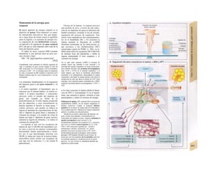 Homeostasis de la energía, peso
corporal
H mayor depósito de energía corporal es el
depósito de grasa. Para mantener su tama-
ño (mecanismo lipostático), hay que mante-
ner a largo plazo de forma exacta el equilibrio
entre la ingesta y el consumo de energía (A).
La regulación de esta homeostasis energéti-
ca equivale a la regulación del peso corporal
(PC), ya que su valor depende sobre todo de la
masa del depósito graso.
El índice de masa corporal (IMC) permite
determinar si una persona tiene un peso nor-
mal, elevado o bajo:
IMC = PC [kg]/(superficie corporal [m])2
[10.3]
Considerando como parámetro Ia máxima esperanza de
vida, se considera un peso normal cuando el valor de
IMC oscila entre 19 y 24 en mujeres y 20-25 en hombres;
sobrepeso es IMC > 30. La obesidad reduce Ia esperanza
de vida y el aumento de IMC también se relaciona con Ia
diabetes mellitus (tipo II), con Ia hipertensión y con las
cardiopatías.
Los elementos fundamentales en Ia regulación
del depósito graso y del peso corporal (v. 4)
son (B):
» el centro regulador, el hipotálamo, que se
relaciona con el sistema límbíco, la corteza ce-
rebral y el tronco encefálico; » conexiones
aferentes sobre el tamaño del depósito de
grasa, por ejemplo en forma de la
proteohormona de 16 kDa leptina producida
por los adipocitos y cuya concentración en
plasma aumenta al hacerlo la masa grasa; *
señales eferentes, que pueden a) reducir la
ingesta al aumentar las concentraciones de lep-
tina (= depósito de grasa lleno) y aumentar el
consumo de energía, y b) cuando las cifras de
leptina son bajas (= depósitos de grasa vacíos»)
aumenta la ingesta de alimento y se reduce el
consumo de energía (B).
La leptina se une con los receptores de
leptina de tipo b (Ob-Rb) del hipotálamo (en-
tre otros a nivel de los núcleos ventromedial,
dorsomedial, lateral, paraventricular y arcua-
to), por lo que determinadas neuronas con
Ob-Rb se sitúan por fuera de la barrera hema-
toencefálica (otras células con receptores de
este tipo son los linfocitos T y las células B
pancreáticas).
Efectos de la leptina. La leptina provoca
una pérdida de peso, a través de una reduc-
ción de los depósitos de grasa (a diferencia del
hambre primaria), cerrando el asa de retroali-
mentación del proceso de regulación. Este
efecto viene mediado por dos neurotransmiso-
res en el hipotálamo (B): » En ocasiones la
leptina estimula la liberación de ct-MSH
(hormona estimulante de los mela-nocitos a),
que pertenece a las melanocortinas (MC)
sintetizadas a partir de POMC (v. 280). La oi-
MSH actúa sobre los receptores MC4 (MC4-R)
de distintas áreas del hipotálamo e inhibe la
ingesta aumentando el tono simpático y el
consumo de energía.
No se sabe cómo aumenta α-MSH el consumo de
energía. Parece que aumenta el tono muscular y Ia
actividad del músculo esquelético de forma inconsciente,
pero también descubre unas proteínas de-sacopladoras
(tipo UCP2 y UCP3) en el músculo esquelético y el
tejido adiposo, que hacen Ia membrana mitocondrial
permeable a los hidrogeniones, desacoplando Ia cadena
respiratoria y desviando Ia energía química más hacia Ia
producción de calor que hacia Ia síntesis de ATP. Estas
proteínas, cuya expresión parece estimulada por α-MSH,
actúan de una forma similar a Ia termogenina (= UCP1; v.
222).
φ En otras ocasiones la leptina inhibe la libera-
ción de NPY (= neuropéptido Y) en el hipotá-
lamo, que aumenta el apetito, estimula el tono
parasimpático y reduce el consumo de energía.
Deficiencia de leptina. NPY aumenta (B) Ia secreción de
gonadoliberina (GnRH). En las mujeres caquécticas se
produce amenorrea. Cuando se producen defectos
genéticos en Ia síntesis de leptina (gen de Ia obesidad) o
en su receptor (gen db [= diabetes]) se retrasa el desarrollo
puberal y se produce una obesidad precoz.
Además de un control a largo plazo del depósito i de
grasa, existen otros péptidos y neurotransmiso-res
controlados por leptina en parte. Algunos estimulan el
apetito (orexígenos) (como orexina A y B,
noradrenalina mediante los receptores O2), j mientras
que otros Io inhiben (anorexígenos) (p. ej., CCK,
CRH, CART [transcrito regulado por · cocaína y
anfetaminas], insulina, serotonina). Al- | gunos
péptidos provocan saciedad (como CCK, GLP-1
[amida péptido parecida al glucagón], soma-tostatina,
glucagón, GRP [péptido liberador de gas-trina]), de
forma que son estos péptidos de Ia saciedad, junto con
los estímulos gustativos y Ia distensión de Ia pared
gástrica, los que limitan Ia cantidad de alimento que
ingerimos en cada comida.
 