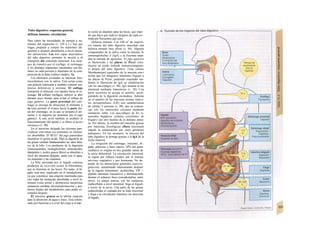 Tubo digestivo: esquema general,
defensa inmune, circulación
Para cubrir las necesidades de energía y nu-
trientes del organismo (v. 228 y s.). hay que
tragar, preparar y romper los nutrientes (di-
gestión) y después absorberlos a nivel intesti-
nal (absorción). Las tres capas musculares
del tubo digestivo permiten Ia mezcla y el
transporte del contenido intestinal. Los tiem-
pos de tránsito por el esófago, el estómago
y los distintos segmentos intestinales son dis-
tintos en cada persona y dependen de la com-
posición de la dieta (valores medios; A).
Los alimentos cocinados se mastican bien,
mezclándose con la saliva. Esta actúa como
una película lubricante y también contiene sus-
tancias defensivas y enzimas. El esófago
transporta el alimento con rapidez hacia el es-
tómago. El esfínter esofágico inferior se abre
durante poco tiempo para evitar el reflujo de
jugo gástrico. La parte proximal del estó-
mago se encarga de almacenar el alimento y
su tono permite el avance hacia la parte dis-
tal del estómago, en la que se prepara el ali-
mento y se digieren las proteínas por el jugo
gástrico. A este nivel también se produce el
fraccionamiento del quimo y se libera el factor
intrínseco (v. 90).
En el intestino delgado las enzimas pan-
creáticas convierten los nutrientes en elemen-
tos absorbibles. El HCO3" del jugo pancreático
neutraliza el quimo ácido. Para la digestión de
las grasas resultan fundamentales las sales bilia-
res de la bilis. Los productos de la digestión
(monosacáridos, monoglicéridos, aminoácidos,
dipéptidos y ácidos grasos libres) se absorben a
nivel del intestino delgado, junto con el agua,
los minerales y las vitaminas.
La bilis secretada por el hígado contiene
productos de excreción (como la bilirrubina),
que se eliminan en las heces. Por tanto, el hí-
gado está muy implicado en el metabolismo,
ya que constituye una estación intermedia para
casi todas las sustancias absorbidas a nivel in-
testinal (vena porta) y desintoxica numerosas
sustancias extrañas (biotransformación) y pro-
ductos finales del metabolismo, para poder ex-
cretarlos después.
El intestino grueso es la última estación
para la absorción de agua e iones. Está coloni-
zado por bacterias y a nivel del ciego y el rec-
to existe un depósito para las heces, que impi-
de que haya que defecar después de cada co-
mida por frecuentes que sean.
Defensa inmune. Los 100 m2
de superfi-
cie interna del tubo digestivo necesitan una
defensa inmune muy eficaz (v. 94). Algunos
componentes de la saliva como la mucina, Ia
inmunoglobulína A (IgA) y la lisozima impi-
den la entrada de agresores. El jugo gástrico
es bactericida y las placas de Peyer cons-
tituyen un tejido linfoide inmunocompeten-
te propio del tubo digestivo. Unas células
Membranosas) especiales de la mucosa con-i
trolan que los antígenos luminales lleguen a
las placas de Peyer, pudiendo responder me-
diante la liberación de IgA en colaboración
con los macrófagos (v. 98). IgA alcanza la luz
intestinal mediante transcitosis (v. 30). Una
parte secretora se acopla al epitelio, prote-
giéndolo de la digestión enzimática. Además
en el epitelio de las mucosas existen linfoci-
tos intraepiteliales (LIE) con características
de células T asesinas (v. 98), que se comuni-
can con los enterocitos cercanos mediante
sustancias señal. Los macrófagos de los si-
nusoides hepáticos (células estrelladas de
Kupfer) son otro bastión de la defensa inmu-
ne. Por último, la siembra del intestino grueso
por bacterias fisiológicas (flora intestinal)
impide la colonización por otros gérmenes
patógenos. En los neonatos, la mucosa del
tubo digestivo se protege gracias a la IgA de la
leche materna.
La irrigación del estómago, intestino, hí-
gado, páncreas y bazo (aprox. 30% del gasto
cardíaco) se origina en tres grandes ramas de
la aorta abdominal. La circulación intestinal
se regula por reflejos locales, por el sistema
nervioso vegetativo y por hormonas. No de-
pende de las alteraciones generales (autorre-
gulación), aumentando intensamente después
de la ingesta (transmisor: acetilcolina, VlP =
péptido intestinal vasoactivo) y disminuyendo
durante el esfuerzo físico (noradrenalina, entre
otros). La sangre uenosa, con las sustancias
reabsorbidas a nivel intestinal, llega al hígado
a través de la porta. Una parte de las grasas
reabsorbidas es captada por la linfa intestinal
y llega a la circulación sistémica sin atravesar
el hígado.
 