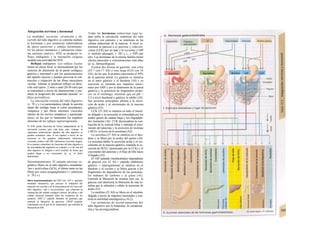 Integración nerviosa y hormonal
La motilidad, secreción, circulación y de-
sarrollo del tubo digestivo se controla median-
te hormonas y por sustancias señalizadoras
de efecto paracrino y señales hormonales.
En los plexos mientérico y submucoso (siste-
ma neruioso entérico; SNE) se producen re-
flejos endógenos y la ineruación exógena
modula esta actividad del SNE.
Reflejos endógenos. Los reflejos locales
tienen un efecto local, se desencadenan por los
sensores de distensión de la pared esofágica,
gástrica e intestinal o por los quimiosensores
del epitelio mucoso y pueden provocar la con-
tracción o relajación de las fibras musculares
vecinas. Además se producen reflejos en direc-
ción oral (aprox. 2 mm) o anal (20-30 mm) que
se transmiten a través de interneuronas y per-
miten la progresión del contenido luminal: re-
flejos peristálticos.
La inervación externa del tubo digestivo
(v. 78 y s.) es parasimpática (desde la porción
distal del esófago hasta el colon ascendente),
simpática y por fibras aferentes viscerales
(dentro de los nervios simpáticos y parasimpá-
ticos), en los que se transmiten los impulsos
aferentes de los reflejos suprarregionales.
El SNE puede funcionar de forma independiente de Ia
inervación externa, pero ésta tiene estas ventajas: a)
segmentos relativamente alejados del tubo digestivo se
pueden comunicar entre sí con rapidez a través de las
neuronas en los ganglios abdominales (aferencias
viscerales cortas) o del SNC (aferencias viscerales largas);
b) se pueden subordinar las funciones del tubo digestivo a
las necesidades del organismo en conjunto, y c) las vías del
tubo digestivo se integran a nivel cerebral, de forma que
pueden llegar a ser conscientes (p. ej., el dolor
abdominal).
Neurotransmisores. El sistema nervioso ve-
getativo libera en el tubo digestivo noradrena-
/ina y aceti/colina (ACh), el último tanto en las
fibras pre como posganglionares (= entéricas)
(v. 78 y s.).
Otros neurotransmisores del SNE son: VIP (= pép-tido
intestinal vasoactivo), que provoca Ia relajación del
músculo liso circular y de Ia musculatura de los vasos del
tubo digestivo; met y leu-encefalina, que refuerzan Ia
contracción del esfínter esofágico inferior, del píloro y del
esfínter ileocecal actuando sobre los receptores de los
opiáceos; GRP (= péptido liberador de gastrina), que
estimula Ia liberación de gas-trina; CRGP (péptido
relacionado con el gen de Ia calcitonina), que estimula Ia
liberación de SIH.
Todas las hormonas endocrinas (que ac-
túan sobre la circulación sistémica) del tubo
digestivo son péptidos y se sintetizan en las
células endocrinas de la mucosa. A nivel es-
tructural se parecen a a) gastrina y colecisto-
cinína (CCK) por un lado y b) secretina y GIP
(y también glucagón, v. 282 y s.; y VIP) por
otro. Las hormonas de la misma familia tienen
efectos parecidos a concentraciones más altas
(p. ej., farmacológicas).
Existen dos formas de gastrina: una corta
(Gl 7 con 17 AS) y otra larga (G34 con 34
AS), de las que la primera representa el 90%
de la gastrina antral. La gastrina se sintetiza
en el antro gástrico y el duodeno (Al) y su
secreción se estimula por impulsos neuro-
nales por GRP y por la distensión de la pared
gástrica y la presencia de fragmentos protei-
cos en el estómago, mientras que un pH <
3,5 a nivel duodenal o gástrico la inhibe (Al).
Sus acciones principales afectan a la secre-
ción de ácido y al crecimiento de la mucosa
gástrica (A2).
CCK (33 AS) se sintetiza en todo el intesti-
no delgado y su secreción es estimulada por los
ácidos grasos de cadena larga y los oligopépti-
dos luminales (Al). CCK desencadena la con-
tracción de la vesícula biliar y estimula el creci-
miento del páncreas y la secreción de enzimas
y HCO3
-
(a través de la secretina) (A2).
La secretina (27 AS) se sintetiza en el duo-
deno y se libera por la acidez del quimo (Al).
La secretina inhibe la secreción acida y el cre-
cimiento de la mucosa gástrica, estimula la se-
creción de HCO3" (potenciado por la CCK) y el
crecimiento del páncreas y el flujo de bilis hacia
el hígado (A2).
El GIP (péptido insulinotrópico dependiente
de glucosa con 42 AS = péptido inhibitorio
gástrico = enterogastrona) se sintetiza en el
duodeno y el yeyuno y se libera gracias a los
fragmentos de degradación de las proteínas,
los hidratos de carbono y la grasa (Al).
Estimula la liberación de insulina (por eso, la
glucosa oral determina la liberación de más in-
sulina que la infusión) e inhibe la secreción de
ácido (A2).
La motilina (22 AS) se libera en el intestino
delgado a través de impulsos neuronales y con-
trola la motilidad interdigestiva (Al,2).
Las sustancias de acción paracrína del
tubo digestivo son la histamina, Ia somatosía-
tina y las prosíag/andinas.
 