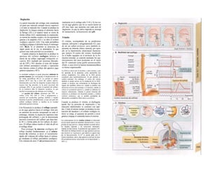 Deglución
La pared muscular del esófago está constituida
en parte por músculo estriado (tercio superior)
y el resto es músculo liso. Cuando se produce la
deglución, la lengua empuja el alimento hacia
la faringe (Al) y el espacio nasal se cierra de
forma refleja (A2), manteniendo la respiración,
se cierran las cuerdas vocales y la vía respiratoria
gracias a la epíglotis (A3) y se abre el es/ínter
esofágico superior (A4). Una onda peristáltica
esofágica empuja el alimento hacia el estómago
(A5, Bl,2). Si el alimento se detuviera en
algún punto de la vía, se distendería, lo que
genera una onda peristá/t/ca secundaria.
Cuando empieza la deglución se produce la
apertura del esfínter esofágico inferior a
través de un reflejo vagovagal (relajación re-
ceptiva- B3), mediado por neuronas liberado-
ras de VIP y NO; durante el resto del tiempo
este esfínter permanece cerrado y representa
una barrera contra el reflujo del agresivo jugo
gástrico (pepsina y HCl).
La motilidad esofágica se puede demostrar midiendo Ia
presión luminal, que corresponde al desplazamiento de
las ondas peristálticas (B1,2). La presión en reposo
alcanza 20-25 mm Hg a nivel del esfínter inferior,
disminuyendo en Ia fase de relajación receptiva hasta los
escasos mm Hg presentes en Ia parte proximal del
estómago (B3), Io que permite Ia apertura del esfínter.
En Ia achalas/a falta Ia relajación receptiva, Io que
facilita Ia acumulación del alimento en el esófago.
La presión del esfínter disminuye por VIP, se-
cretlna, CCK, NO, GIP (v. 234) y progesterona, y
aumenta por acetilcolina, gastrina, motilina y cuando
aumenta Ia presión ¡ntraabdominal, ya que una parte del
esfínter esofágico inferior se localiza en Ia cavidad
abdominal (presión externa).
Con frecuencia se produce el reflujo esporádi-
co de jugo gástrico hacia el esófago, bien por
un aumento de presión inesperado en todo el
estómago, durante la deglución (apertura más
prolongada del esfínter), o por la denominada
apertura transitoria del esfínter que dura has-
ta 30 s y forma parte de los reflejos de aper-
tura. El reflujo reduce mucho el valor de pH en
el esófago distal.
Para proteger la mucosa esofágica del
reflujo resultan fundamentales: a) el aclara-
miento de volumen, es decir, el vaciamiento
rápido del volumen del reflujo hacia el estóma-
go mediante el reflejo peristáltico esofágico.
LJn volumen de unos 15 mi permanecería nor-
malmente en el esófago sólo 5-10 s; b) los res-
tos de jugo gástrico que no se vacíen tienen un
pH muy bajo, que aumenta con cada acto de
deglución, ya que la saliva ingerida se encarga
de tamponarlo: aclaramiento del pH.
Vómito
El vómito, acompañado de su pródromos
náuseas, salivación y atragantamiento (C), pue-
de ser un reflejo protector, pero también re-
presenta un síntoma clínico esencial, por ejem-
plo en la hipertensión intracraneal (hemorra-
gia, tumor). El centro del vómito, localizado
en el bulbo raquídeo en el territorio de la for-
mación reticular, se controla mediante los qui-
miosensores del área postrema en el suelo
del IV ventrículo (zona gatillo quimiosensible,
ZGQ), a cuyo nivel la barrera hematoencefálica
es menos impermeable.
La ZGQ se activa por Ia nicotina y otras toxinas y por
los agonistas de Ia dopamina, como apomorfina (un
emético terapéutico). Las células de Ia ZGQ poseen
receptores para neurotransmisores, Io que permite su
control neuronal. Sin embargo, el centro del vómito
también se puede activar sin Ia mediación de Ia ZGQ:
cuando se produce una estimulación no fisiológica del
órgano del equilibrio (dneto-sis), cuando se produce una
distensión excesiva del estómago o el intestino, cuando se
retrasa el vaciamiento gástrico y cuando se inflaman los
órganos abdominales. Durante el primer trimestre del
embarazo se producen con frecuencia náuseas y vómitos
(vómitos matutinos), que se pueden acompañar de
alteraciones secundarias (hiperemesis gravldica).
Cuando se produce el vómito, el diafragma
queda fijo en posición de inspiración y los
músculos abdominales se contraen con rapi-
dez. Como al mismo tiempo se produce la con-
tracción del duodeno y el esfínter esofágico in-
ferior se relaja, el aumento de presión a nivel
gástrico empuja el contenido hacia el exterior.
Las consecuencias de los vómitos crónicos se relacionan
con un menor aporte de nutrientes (desnutrición) y con Ia
pérdida de jugo gástrico, aunque también se pierde saliva,
los líquidos ingeridos y las secreciones intestinales.
Además de hipovolemia, Ia pérdida del jugo gástrico (10-
100 mmol de hidroge-niones/l de jugo gástrico) provoca
una alcalosis no respiratoria, que todavía se agrava más
por Ia hipo-potasemia. El K* se pierde tanto con el
vómito (nutrientes, saliva, jugo gástrico) como por Ia orina
(W-peraldosteronismo relacionado con Ia hipovolemia', ν.
180 y s.).
 